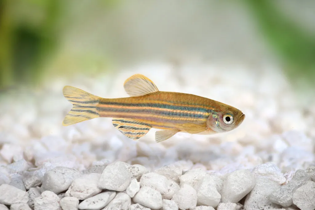 Zebrafisk i akvarium